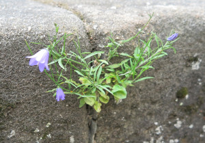 Eine kleine Blume Glockenblume