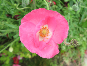 Blüte Mohnblüte