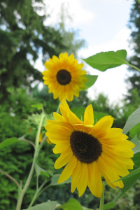 Blumenträume Sonnenblumen